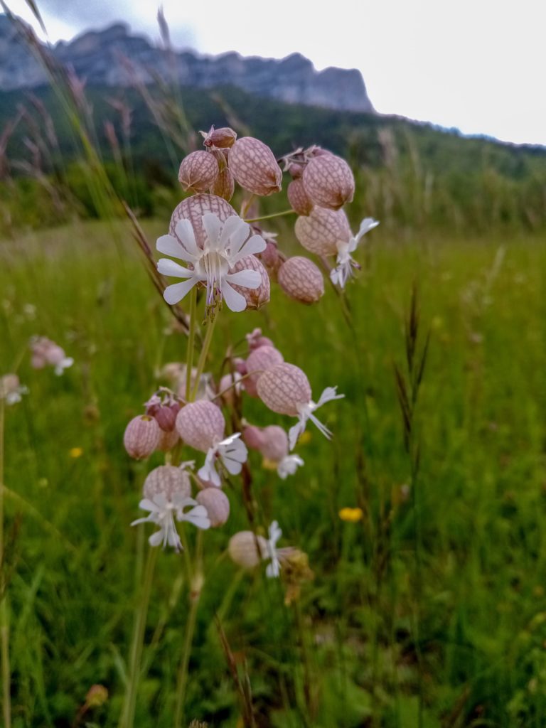 10 fleurs des champs en moyenne montagne - Vagabond Curieux